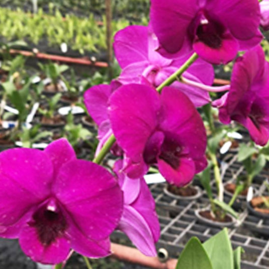 Dendrobium Orchid Plant (Orawan x Thailand) - Seedling