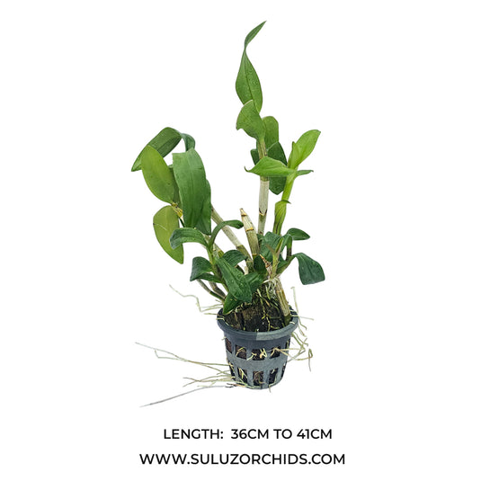 Dendrobium orchid Dragon Red x Udomsri mature bushy plant with healthy green canes