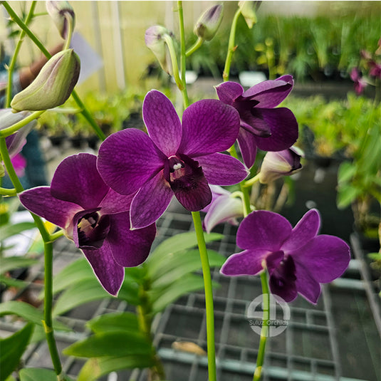 Dendrobium Orchid Air Way Blue Mature