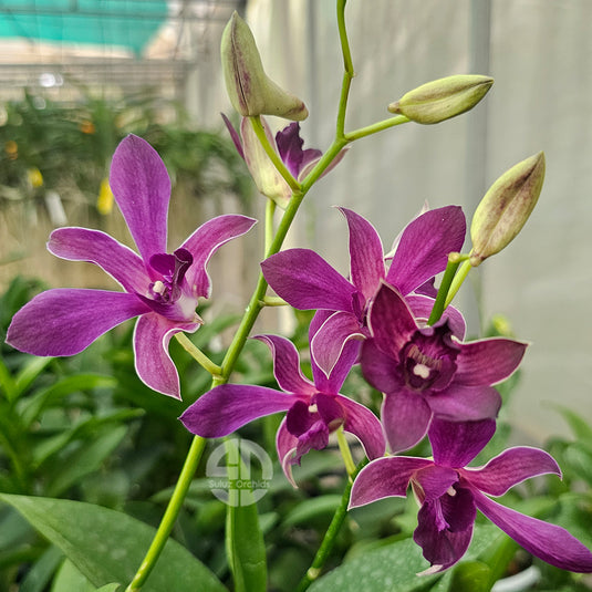 Dendrobium Orchid Airway Blue x Blue Angel #2 Mature Plant lavender purple petals with deeper purple lip flower