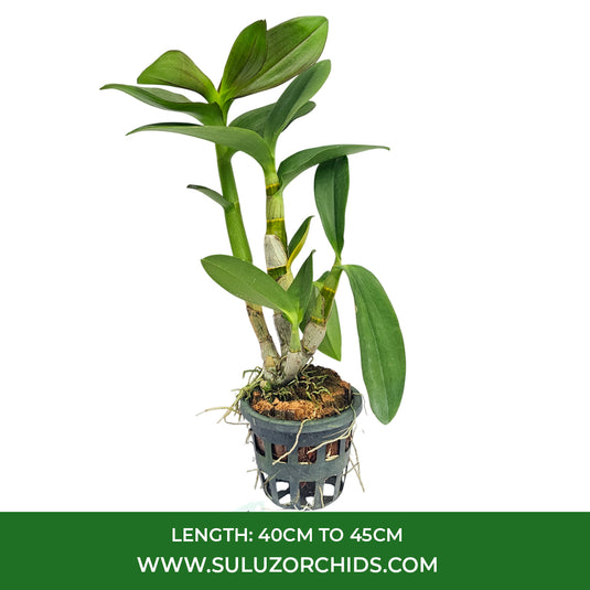 Purple Dendrobium orchid Plant and vibrant purple petals and subtle detailing.