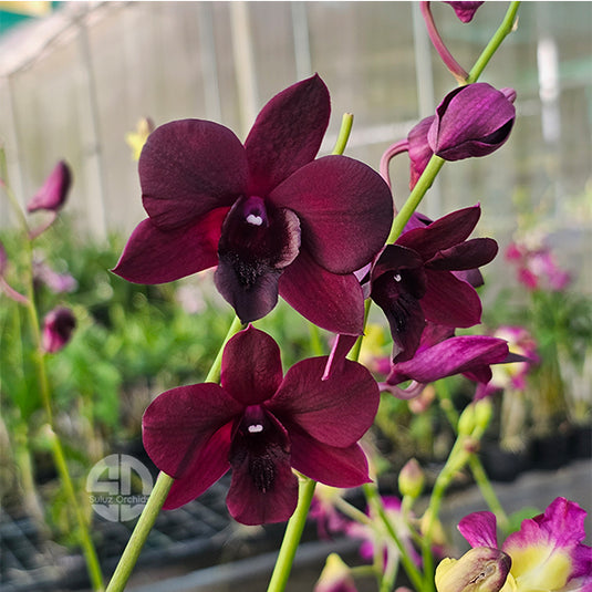 Elegant Red Dendrobium orchid showcasing rich red petals with a contrasting center.