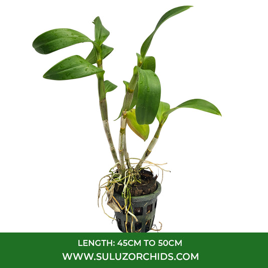 Red Dendrobium orchid plant with vibrant crimson blooms and fresh green stems.