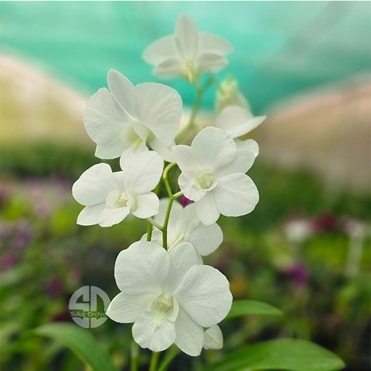 Dendrobium Orchid Airy White Mature