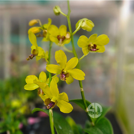 Dendrobium Orchid Anuchung Lubag Thongchai Gold 136 Mature