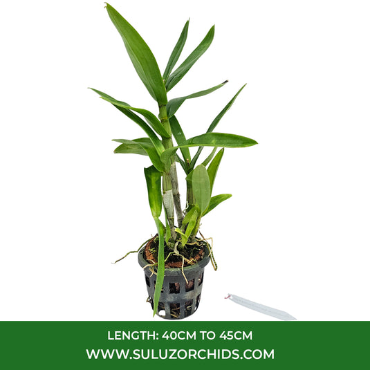 Blooming White Dendrobium orchid with bright white blossoms and subtle purple throat markings