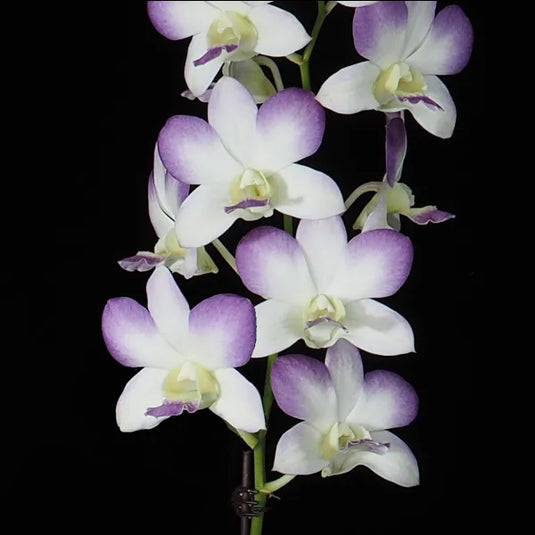 Dendrobium Orchid Plant - Areedang Blue - Seedling