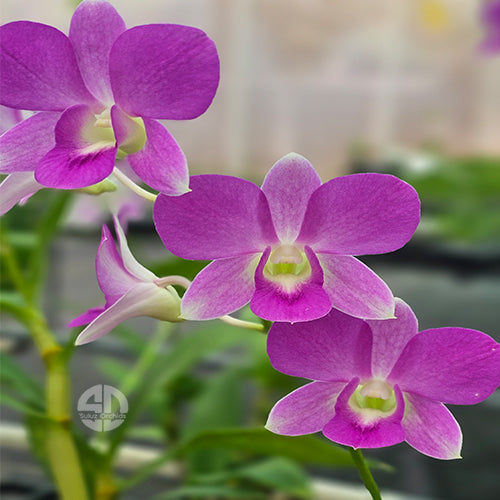 Dendrobium Orchid Areedang Green Mature Plant purple petals with soft yellow center flower.