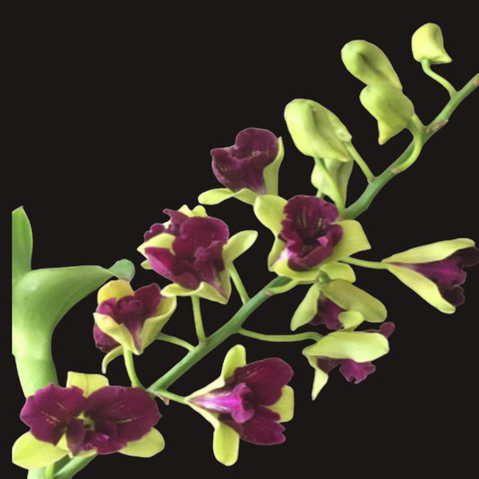 Dendrobium Orchid Areedang Pink Muatation Mature