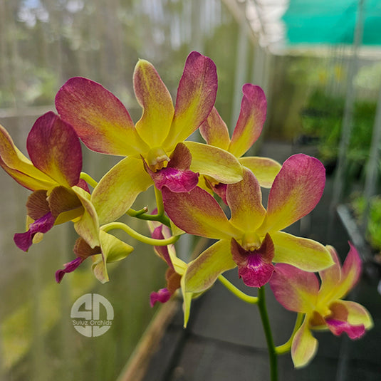 Dendrobium Orchid Areedang Pink Mature