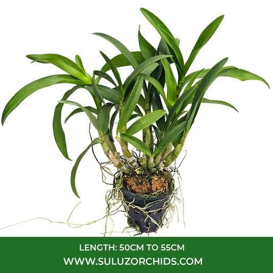 Elegant Yellow Dendrobium orchid plant featuring yellow blossoms.