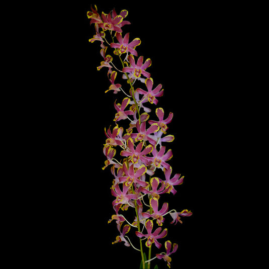 Dendrobium Orchid Bangkok Splash Mature Bushy Plant - Ready To Flower