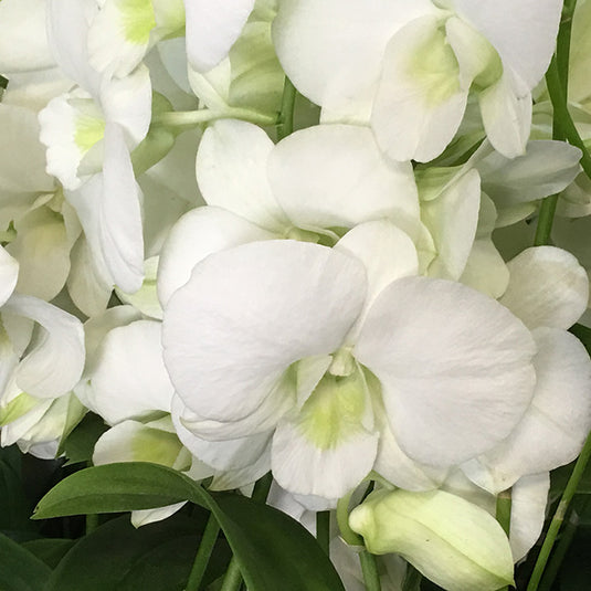 Dendrobium Orchid Plant Bangkok White Seedling