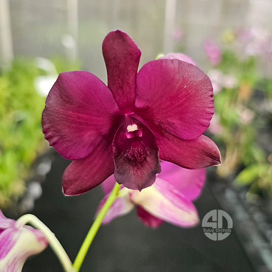 Dendrobium Orchid Bermiss Ruby Mature