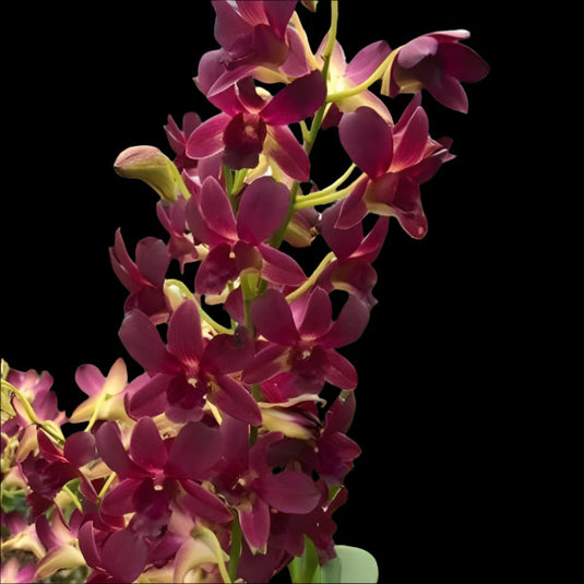 Dendrobium Orchid Plant Berry Peach - Seedling