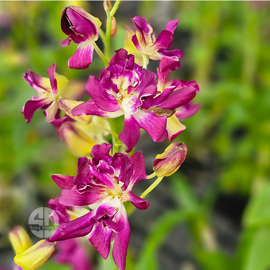 Dendrobium Orchid Betty Rose Mature