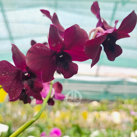 Dendrobium Orchid Black Pearl Mature With Buds/Flower