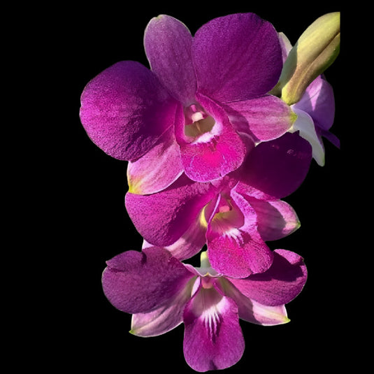 Purple Dendrobium orchid featuring bright purple blooms with contrasting throat.