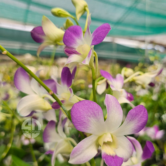 Dendrobium Orchid Blue Angel soft purple blue flower with delicate rounded petals