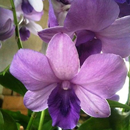 Dendrobium Orchid Blue Planet - Medium Stage