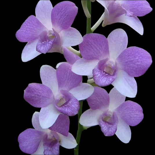 Dendrobium Orchid Blue Sky Mature Bushy Plant