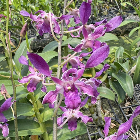 Blooming Purple Dendrobium orchid flowers with deep purple petals and elegant form.