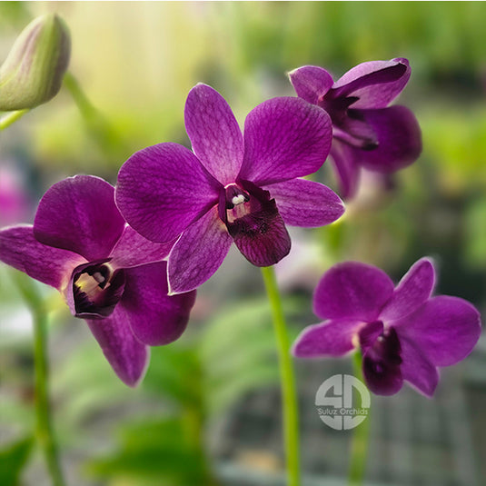 Dendrobium Orchid  Blue Mature