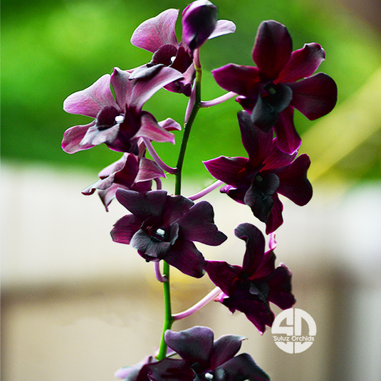 Dendrobium Orchid Bom x Udomsri x Jac Concert Var. Kanjana Mature Bushy Plant