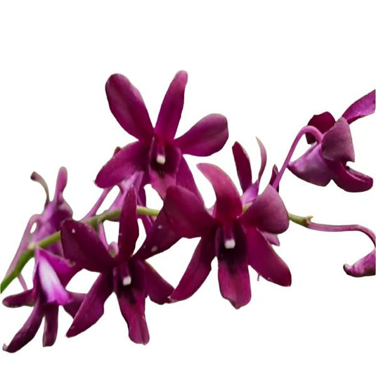 Purple Dendrobium orchid bloom with blended pink and purple tones.