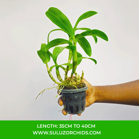 Elegant Purple Dendrobium orchid showcasing Purple with yellow flowers in full bloom.