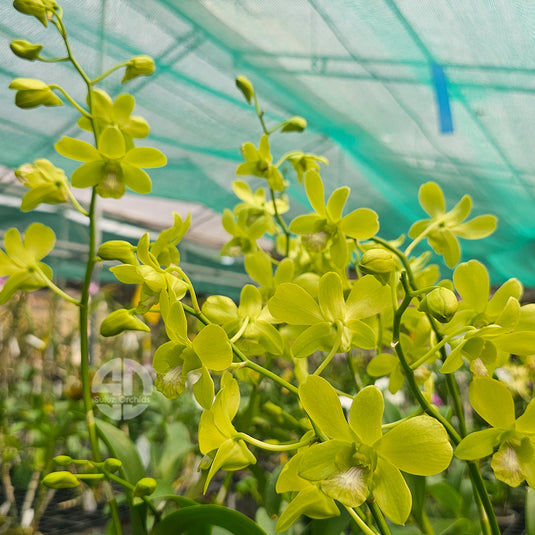 Dendrobium Orchid Burana Green Moon #2 Mature With Buds/Flower