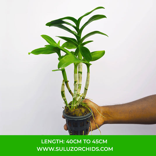 Yellow Dendrobium orchid plant with rich yellow petals and a delicate maroon center.