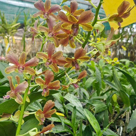 Elegant Yellow Dendrobium orchid showcasing rich yellowish brown petals with a contrasting center.