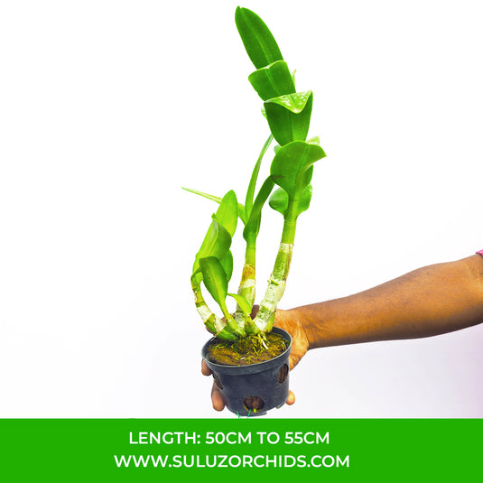 Yellow Dendrobium orchid plant with rich yellowish brown blooms