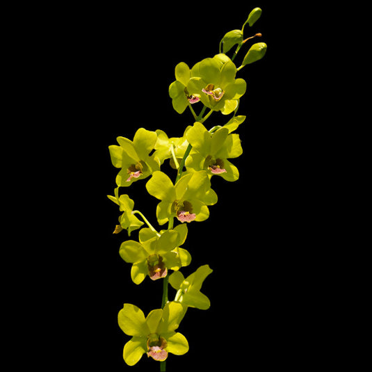 Dendrobium Orchid Burana Jade x Thongchai Gold T-8 greenish-yellow flower with golden tones and rounded petals