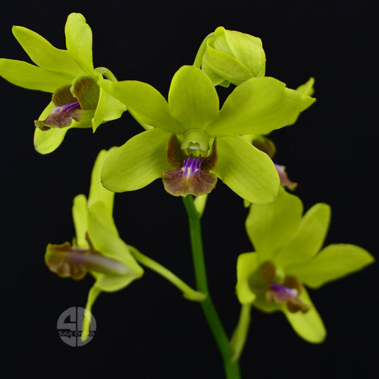 Dendrobium Orchid Burana Jade-Thongchai Gold T-153 - Medium Stage