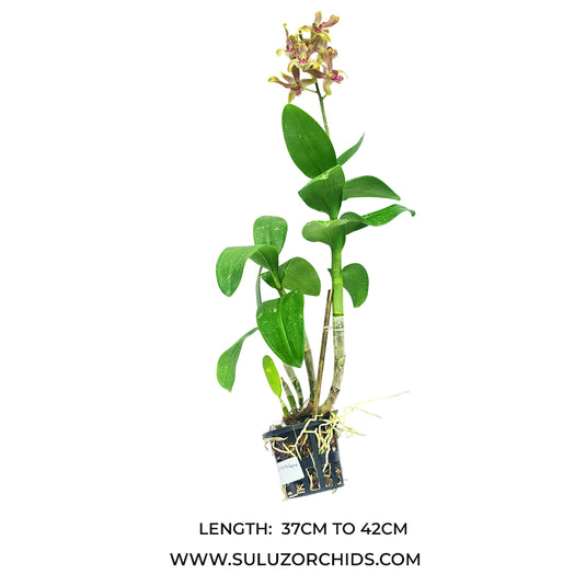 Dendrobium Orchid Plant Burana Jade x lasianthera yellow and bronze flowering mature orchid plant