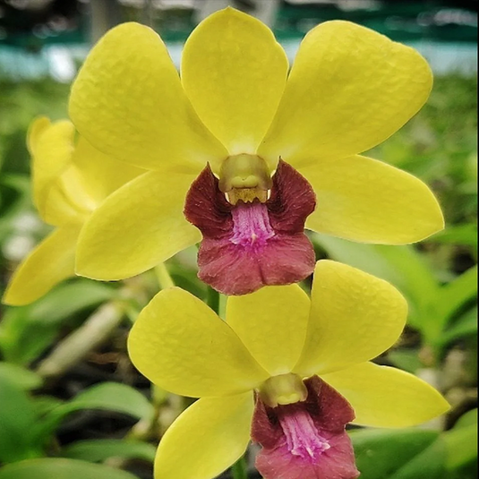 Dendrobium Orchid Plant Burana Jade - Seedling