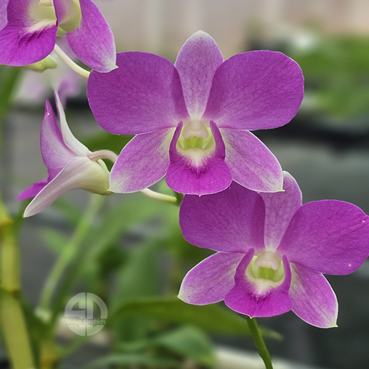 Dendrobium Orchid Burana Pink x Jacky Mature Bushy Plant