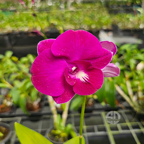Dendrobium Orchid Burana Pink- Karen- Medium Stage