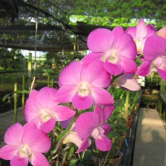Dendrobium Orchid Burana Pinky Mature