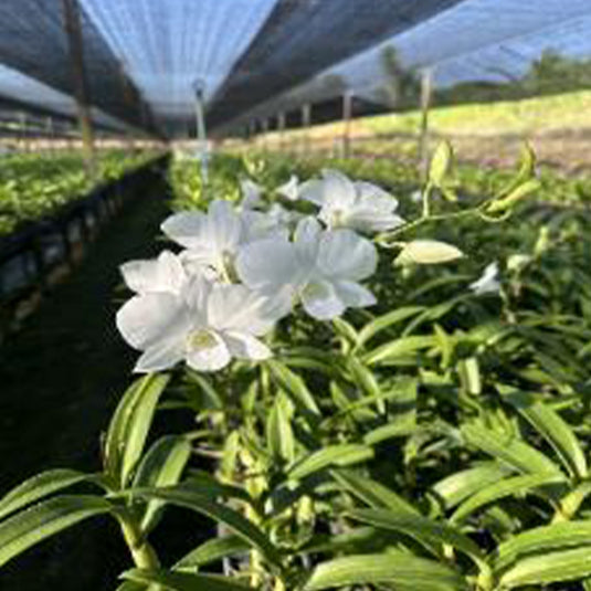 Pure white Dendrobium orchid flowers arranged in clusters against vibrant green foliage.