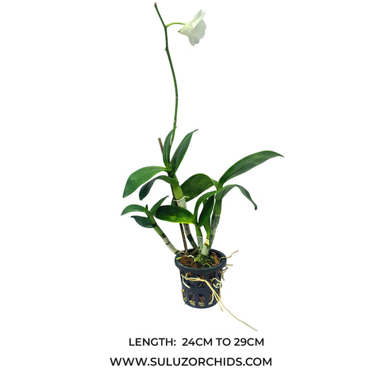 Dendrobium Orchid Plant Burana White white flowering mature orchid plant