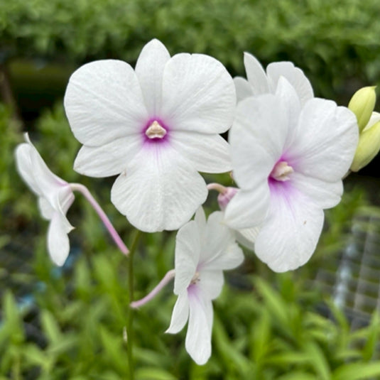 Fresh White Dendrobium orchid with bold white blossoms and soft purple centers.