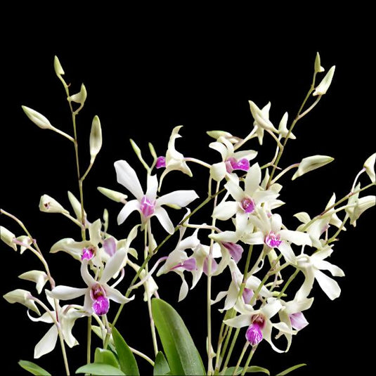 Dendrobium Orchid Caesar Bangkok white flower with deep purple lip
