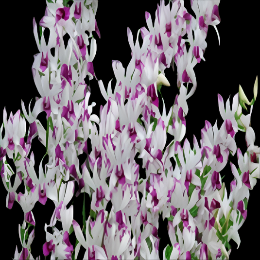 Dendrobium Orchid Caesar Warawa Splash # 321 (5% variegation as motherplant) - Seedling