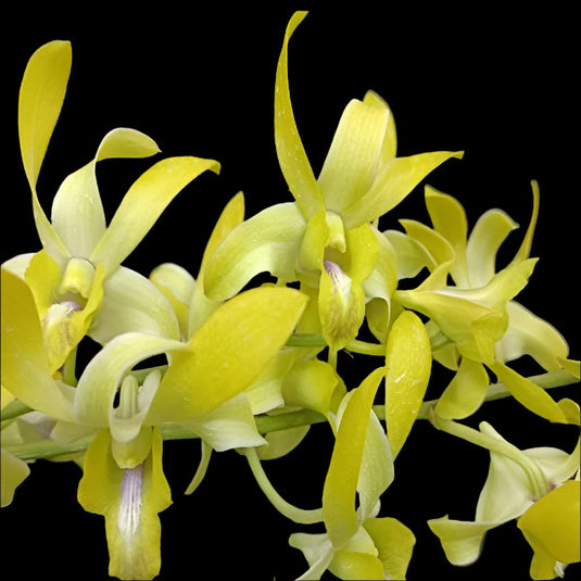 Dendrobium Orchid Plant Caesar Yellow #74- Seedling