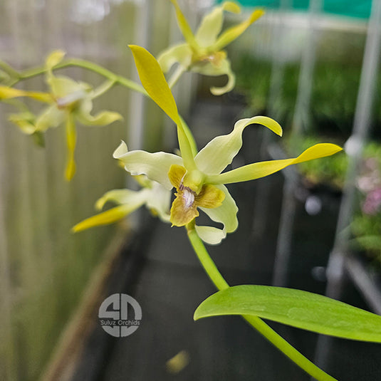 Dendrobium Orchid Canary Gold Mature