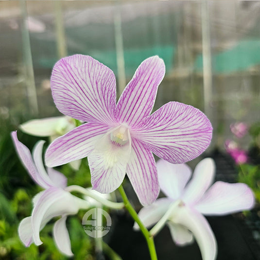 Dendrobium Orchid Candy Stripe Jacky Mature