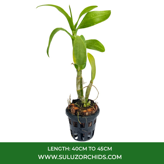 Pink Dendrobium orchid plant and pastel pink blossom with a soft contrasting center.